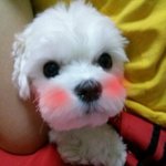 흰둥이 <b>도니</b>도니 귀여워미쳐버리는 우리 <b>도니</b> 사진입니돠 (사진 10장...