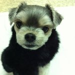 사진우리<b>보리</b>좀 기도해주세요.....(수정)...