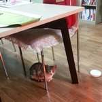 급)길고양이랑친해지려면 어떻게해야되요?