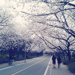 흔한 고등학교의 벚꽃축제  *사진폭탄주의*