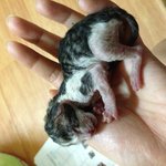 <b>탯줄</b>도 안떨어졌던 아가냥은 별이 되었어여