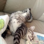 냥판) 지기지기 따<b>식이</b> 이야기,