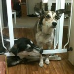 중형<b>견이</b>라고 속아서 (?) 데리고 온 대형견 3