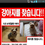 강아지를찾습니다!!!!