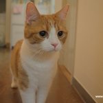 퐁즈 첫개<b>다래</b>나무(유봉이네판)