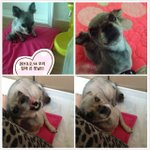 사진有)판에서 입양한 우리 이쁜초코!!