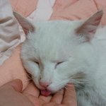 <b>전주</b>한옥마을에서 고양이 잃어버리신분 찾습니다