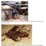 벌레 독침 고통 <b>top</b> 10.