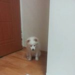 여우같은개 스피츠 아강이