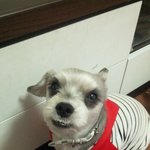 청주시죽림동 강아지찾아요