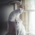 [인절미] 인절미 이야기...