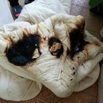 담뱃재 때문에 베란다에 널어놓은 이불이 탔습니다ㅠㅠㅠ