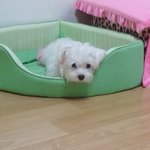 판에서 업어온 우리 <b>해리</b>양ㅎ