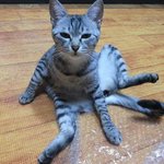 냥판) 지기지기 따<b>식이</b> 이야기, 2