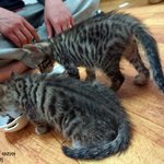 [냥판] 아갱이들 습격사건 - <b>아리</b> 콩이네 방문기(1)