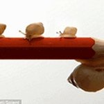 심심해서 써보는 8, <초소형 <b>생물</b>들>