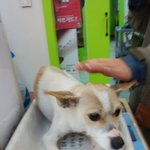 유기견 길돌이 입양과 길냥이들 입양 ^^