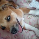 믹스견이면 어때요!