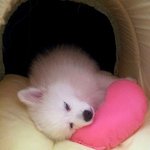 (사진有)여우같은개 스피츠아강이 2탄와써욤