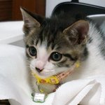 [냥판] 장군이와 멍군이 - <b>아리</b> 콩이네 방문기(2)