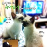 냥판) <b>쿠마</b>와 코리 1. 안녕하세요 편