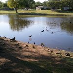 <b>야생</b>(?)의 아기 오리들 사진 찍었어요!!