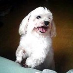 16년간 함께한 아이를 보내야 합니다.