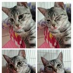 냥판) 지기지기 따<b>식이</b> 이야기, 3