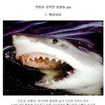 [펌] 턱힘이 강력한 동물들.jpg