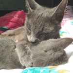 <b>러블</b> 상추냥판) 아가 돌보는 상냥이^^