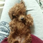 (<b>토이</b>푸들) 2개월된 루키 ㅋㅋ