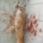 (혐오사진주의)서울 도봉구 창3동 고양이 살해사건이 일어났어요