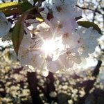 화이트닝 스팟 제품의 최강자는? 샤넬 VS 랑콤 VS <b>SK-II</b>