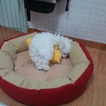 ㅠ^ㅠ..3개월인데 엄청 물어<b>대요</b>.....