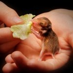 모성애를 자극하는 새끼<b>동물</b>