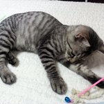 냥판) 지기지기 따<b>식이</b> 이야기, 4