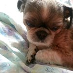 별이 &amp; 아지를 소개합니당><