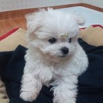 음..응까를 하면 물고 나와여ㅠㅠ