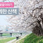 서울흔남의 흔한벚꽃 흔한구경기(친누나랑) 인증샷투척