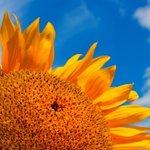 더페이스샵 5월 세일~!!!!