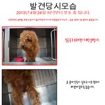 부산 북구 화명동 <b>푸들</b> 유기견 보호중입니다.