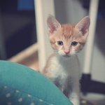 [냥이판]두여자들과 냥이세마리의 동거동락