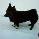 저희집 강아지를 잃어버렸어요 .