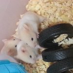 골든햄스터 새끼들 분양해요!