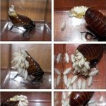 똘<b>순이</b>가 출산하고 죽었습니다.새끼들이 엄마를 뜯어먹네요 후레자식들ㅠ...