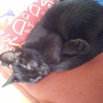 잠올때 빼곤 항상 무표정 시크한 <b>깜냥</b>이 ㅋㅋ