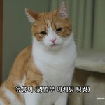 <b>파견</b>고양이의 품격(유봉이네판)