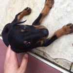 우리집 개 <b>말리</b> :)