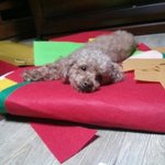[사진有] 대전 <b>서구</b> 강아지를 잃어버렸습니다..
