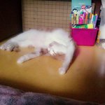 4개월 된 아기고양이 <b>무료</b>분양보내요[분양완료]